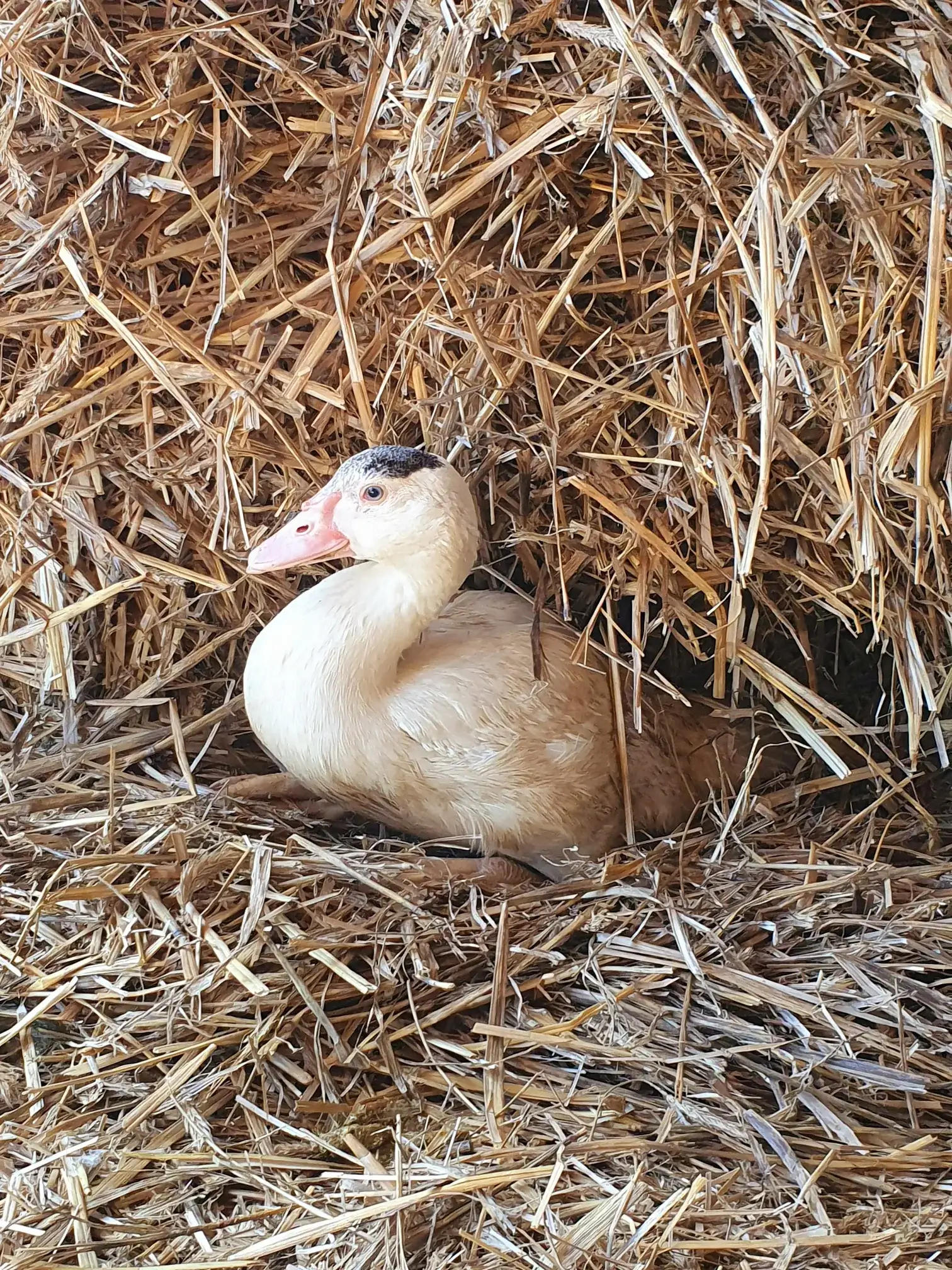 Gänse auf einer Wiese