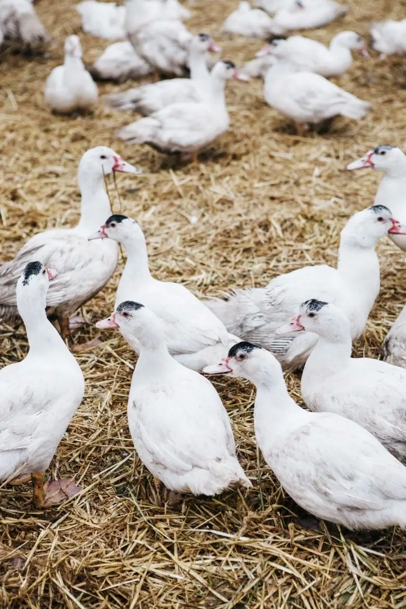 Gänse auf einer Wiese