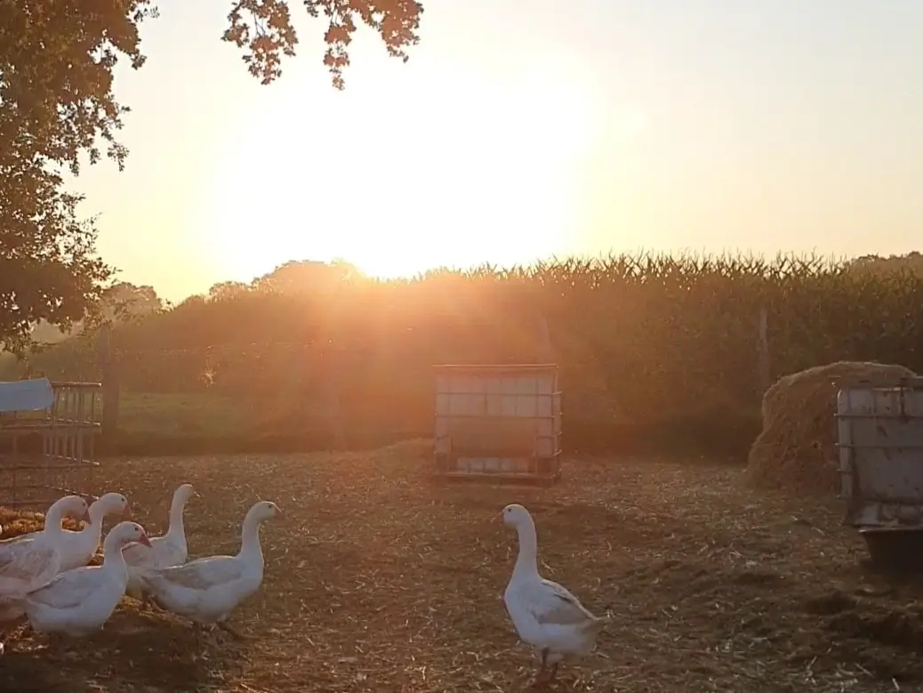 Gänse auf einer Wiese