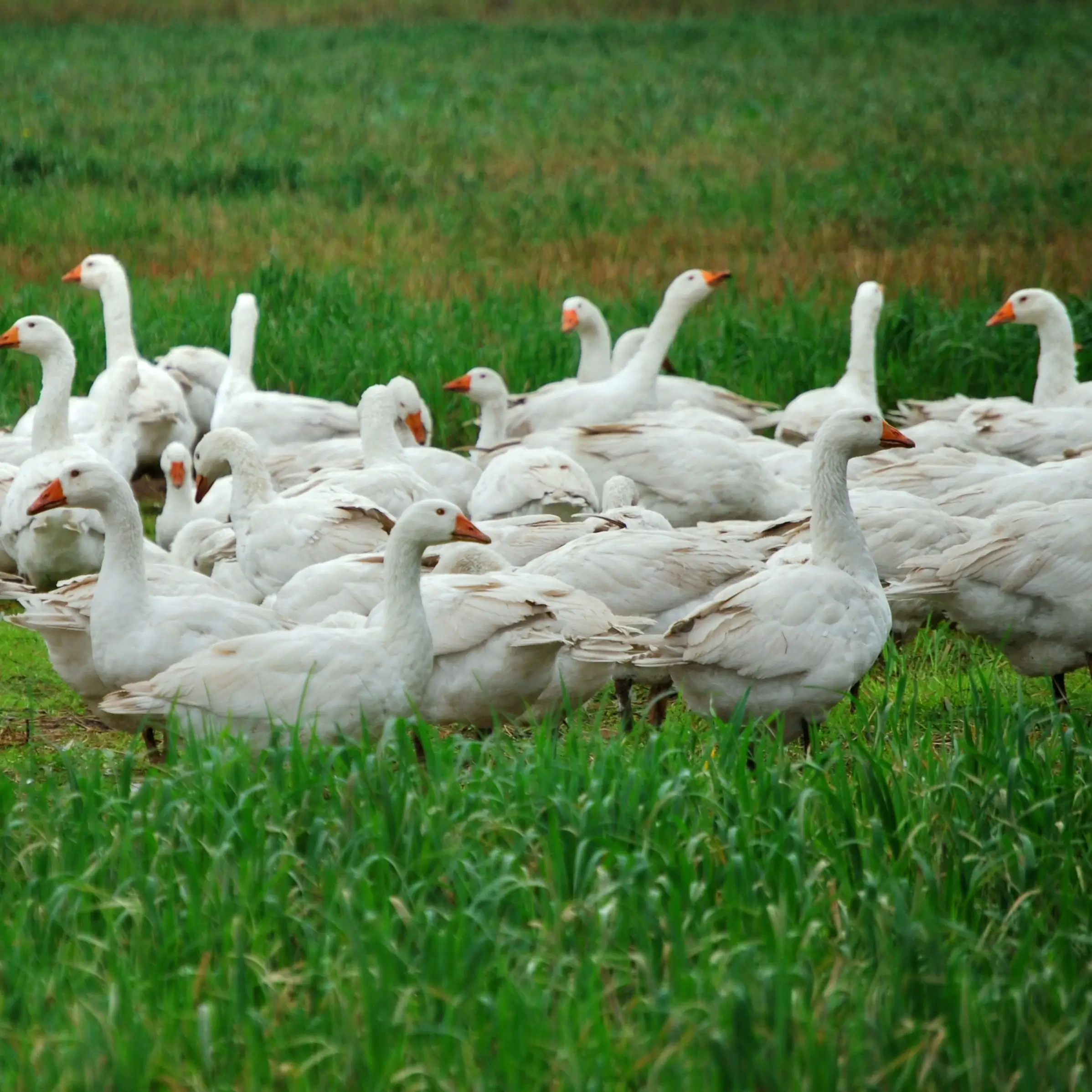 Gänse auf einer Wiese