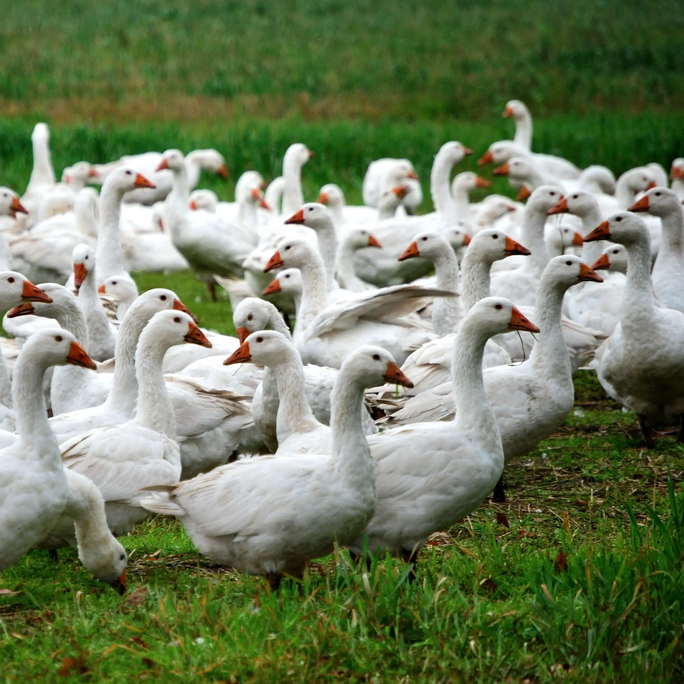 Gänse auf einer Wiese